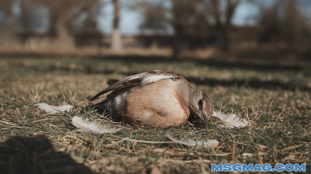 Dead Bird: 15 Profound Spiritual Meanings