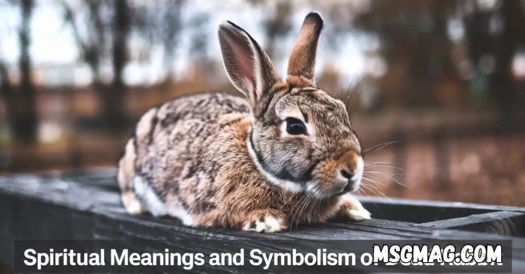 Spiritual Meanings and Symbolism of Dead Rabbit