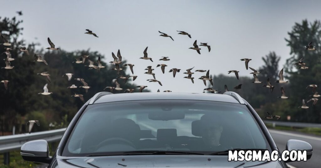 Spiritual Meanings of Birds Flying In Front Of Your Car While Driving