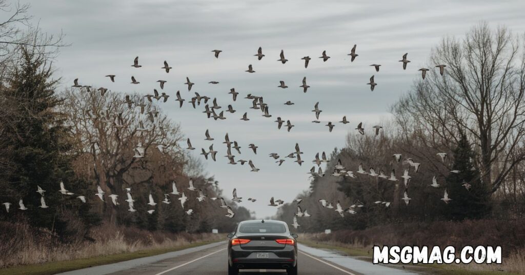 Spiritual Meanings of Birds Flying In Front Of Your Car While Driving