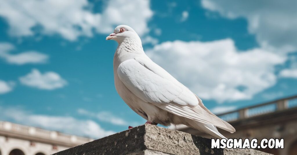Spiritual Meanings Of Seeing a White Pigeon
