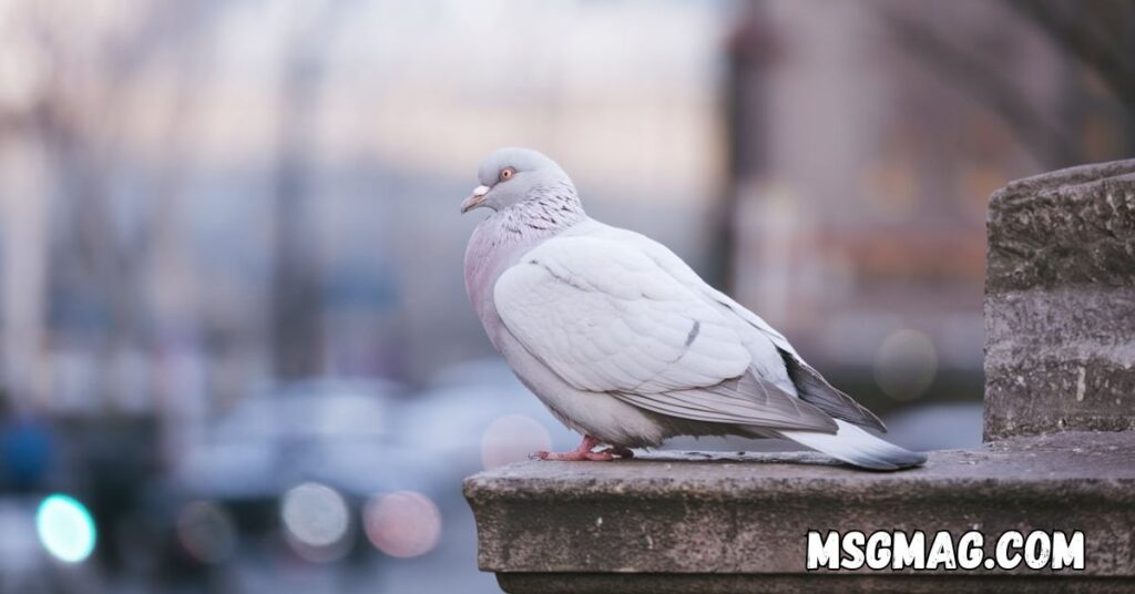 Spiritual Meanings Of Seeing a White Pigeon