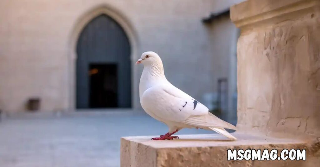 Spiritual Meanings Of Seeing a White Pigeon