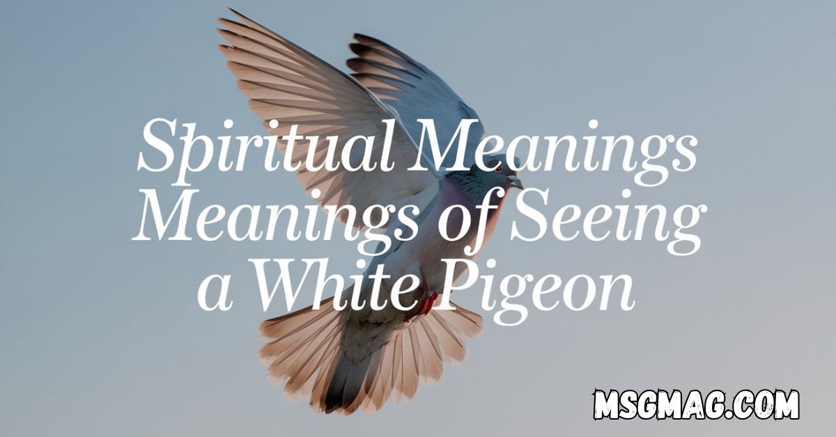 Spiritual Meanings Of Seeing a White Pigeon