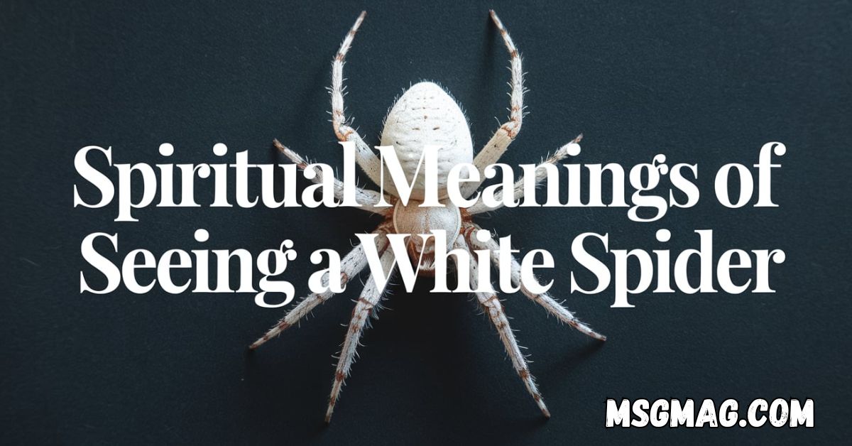 Spiritual Meanings of Seeing a White Spider
