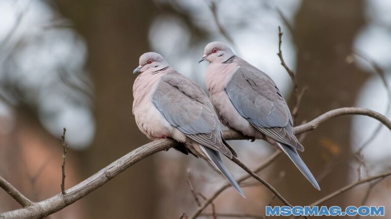 17 Spiritual Meanings of Seeing Two Grey Doves
